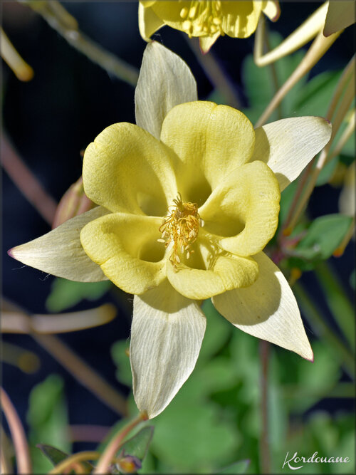 Photo d'Ancolie à fleur jaune (Flore)