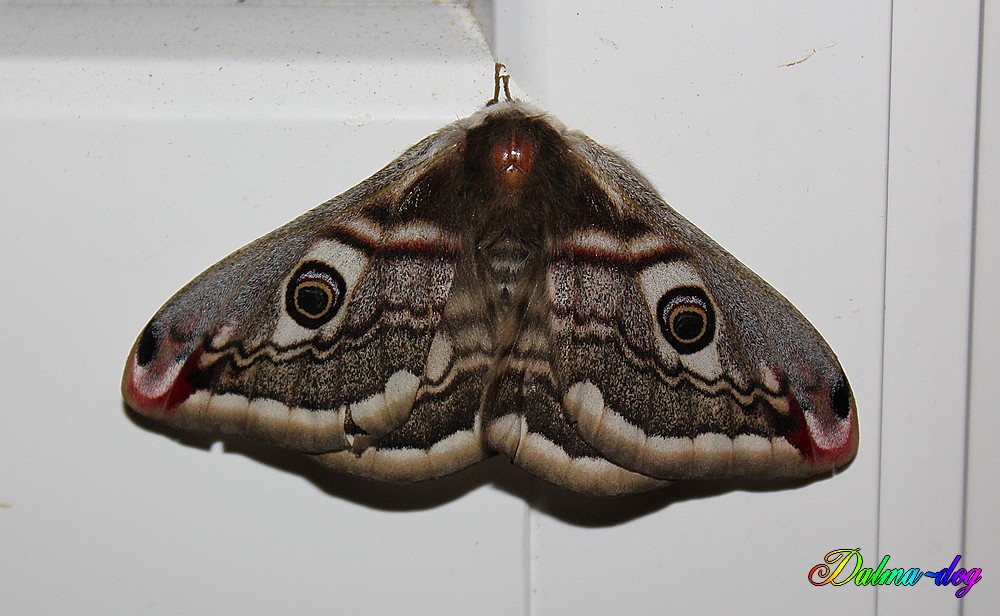 le petit paon de nuit " saturnia pavonia"