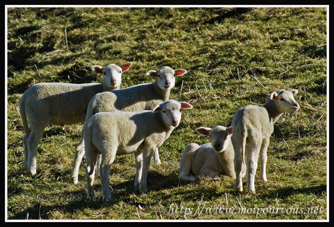 Doux comme un agneau ... - MoipourVous - Entrez sans frapper en Auvergne