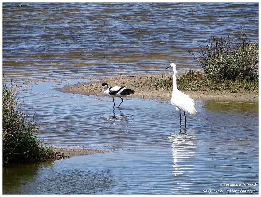 Avocette élégante - Aigrette garzette 