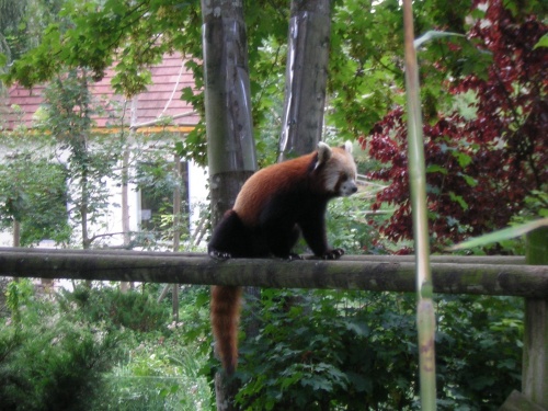 PARC ZOOLOGIQUE DE BEAUVAL EN SOLOGNE