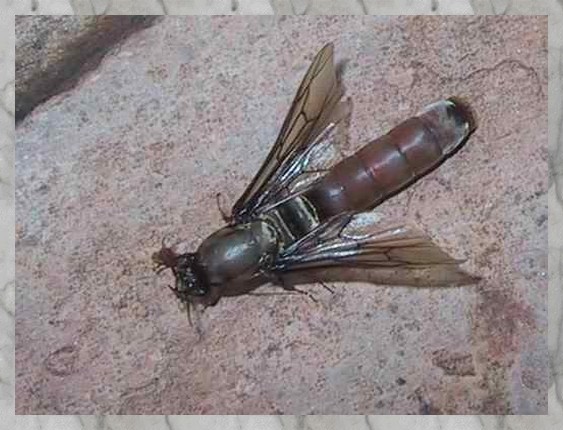insectes du katanga