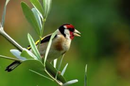 La sagesse du petit oiseau