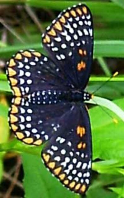 Papillons magnifiques