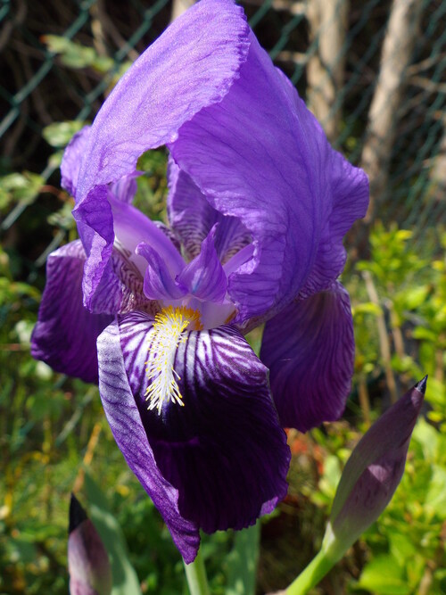 coté jardin