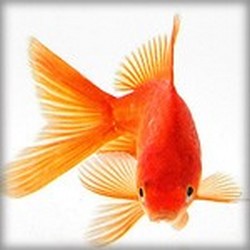 Nous aurions moins de concentration qu'un poisson rouge ? 