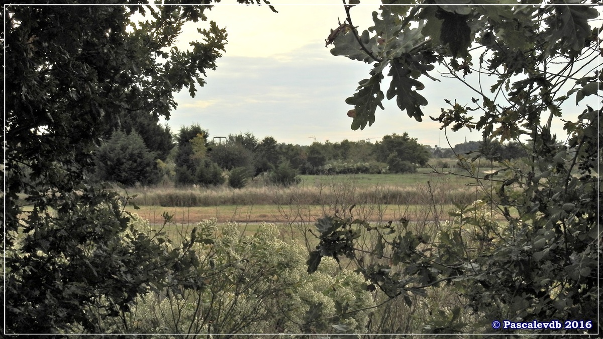 Plaines du Teich et domaine de Fleury - Octobre 2016 - 8/13