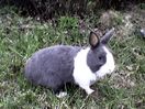 Hollandais (lapin) — Wikipédia