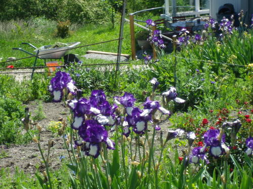 Fleurs dans le village