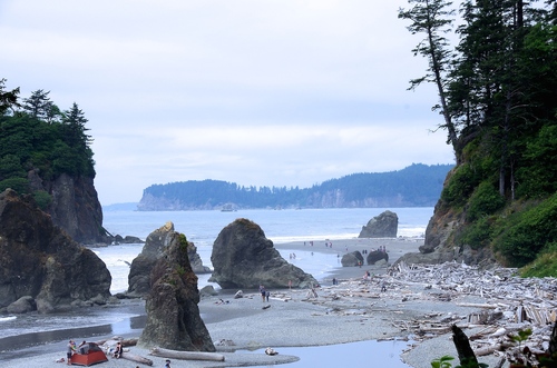 Hoh Rain Forest, sur les traces de Twilight