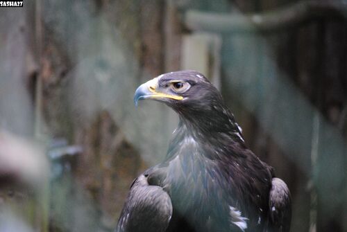 Aigle des Steppes