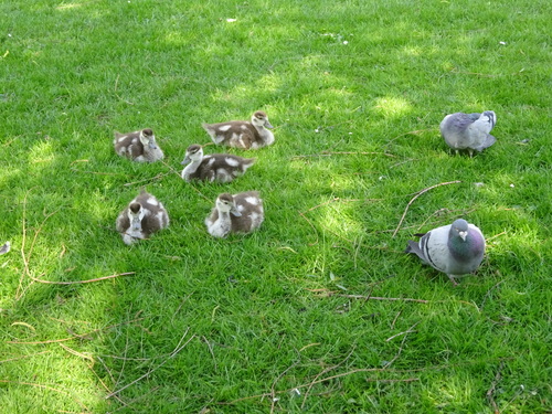 Comment va le parc de Ficelle ? 