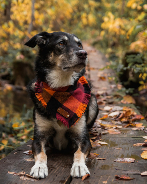 Nos amis et l'automne