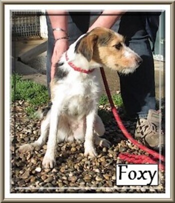 FOXY  - x fox terrier 2 ans - Refuge des Berauds à Romans (26) XzEEcI2qtQnhw77MubUcN5YwpoM@350x406