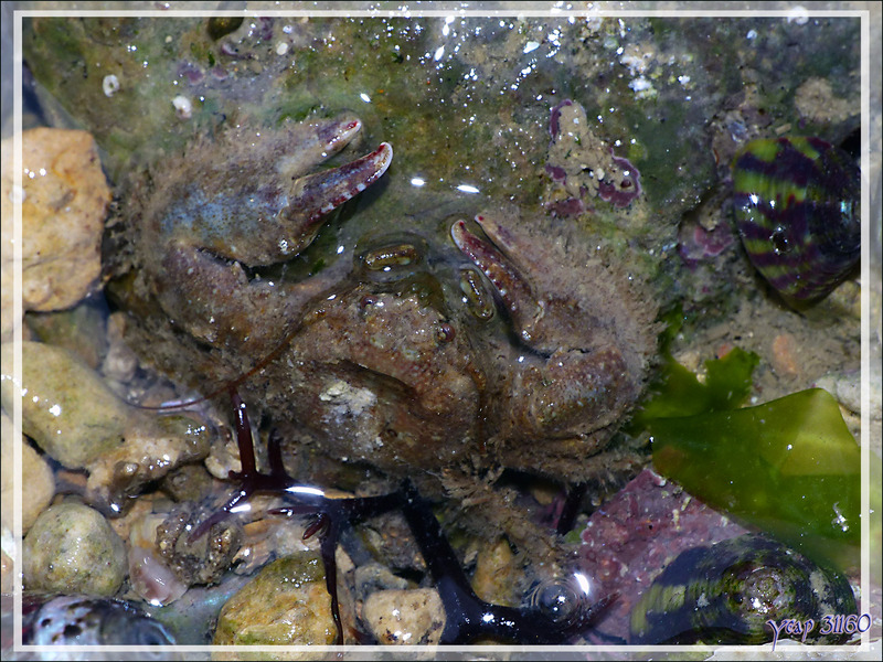 Tenue de camouflage pour le petit crabe - Fort du Grouin - Loix - Île de Ré - 17