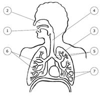 appareil respiratoire  Appareil respiratoire, Organes corps humain,  Exercice cm1