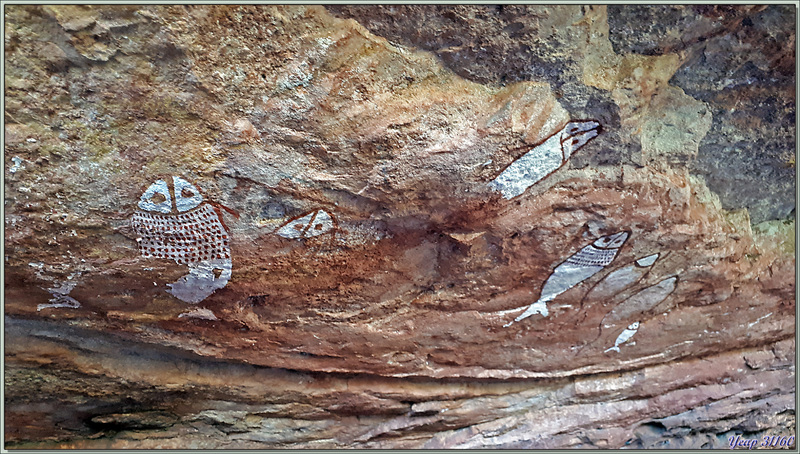 18/09/2022 : Peintures rupestres du peuple Worrorra - Wijingarra Bard Bard (Freshwater Cove) - Kimberley - Australie