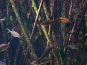 aquarium_lyon-2012-01.jpg