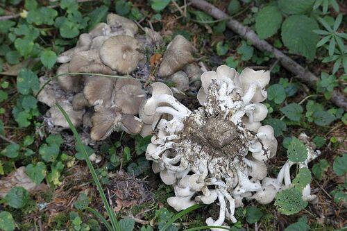 tricholome en touffes - lyophyllum decastes (comestible jeune)