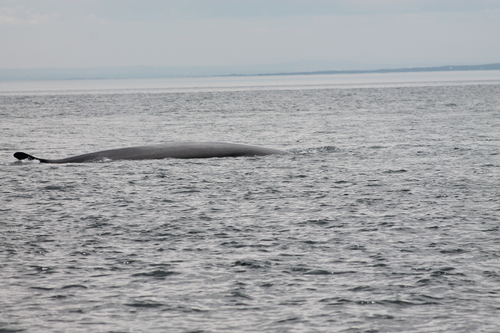 9 août , jour 31 , Croisière aux baleines , Tadoussac