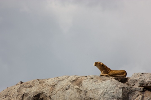En route vers le Serengeti : notre première lionne !