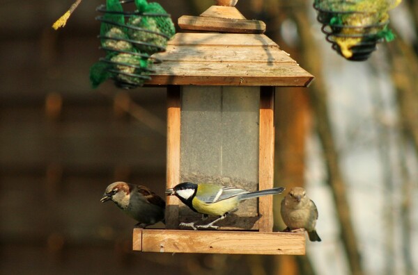 Oiseaux de mon jardin durant l'hiver 2014-2015