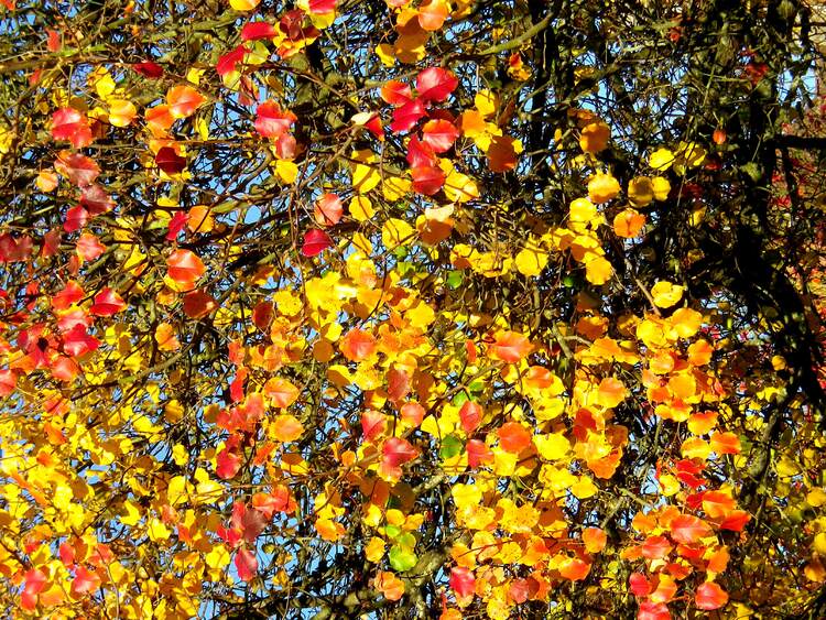 Les amélinchiers sous le soleil de novembre dans une rue de la ville.