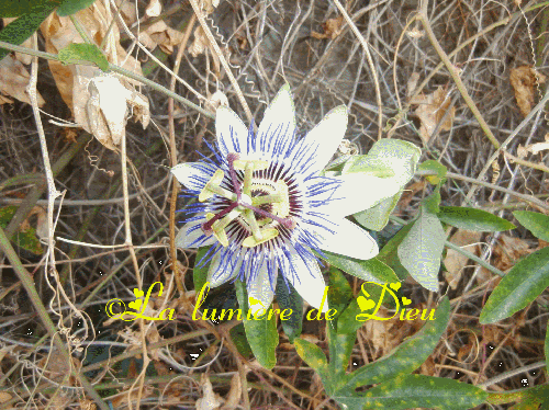 Le symbole des fleurs : la passiflore
