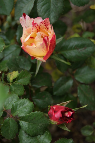 rosier panaché rouge et blanc ' Hanabi ' de Tom Carruth