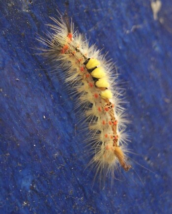 Chenille de l'Etoilée ou Bombyx antique