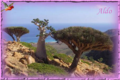 PPS Socotra