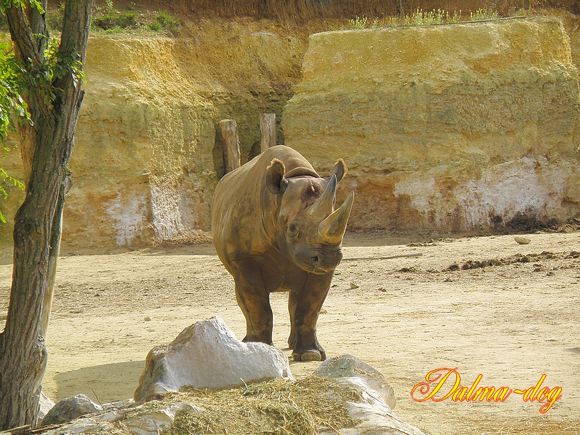 park des rhinoceros