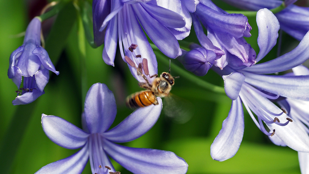 des bêtes dans les agapanthes 21/1