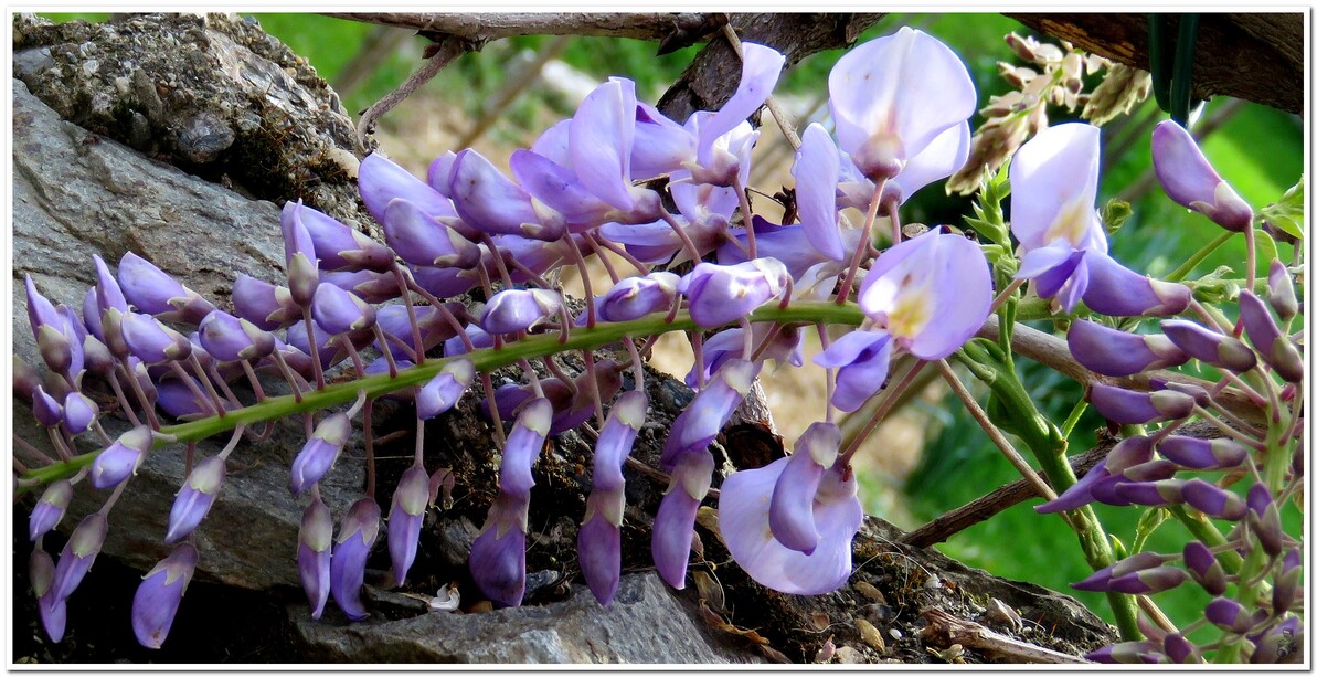 MON COIN GLYCINE 2022