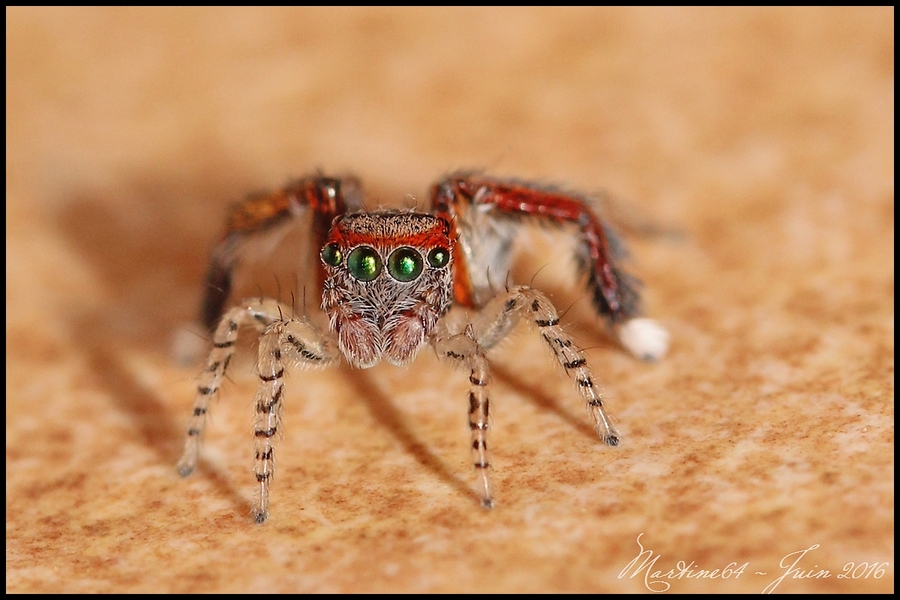 Araignée sauteuse : Saitis barbipes