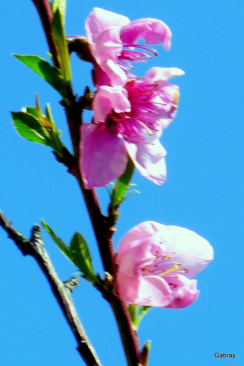 Mon pêcher fleurit 