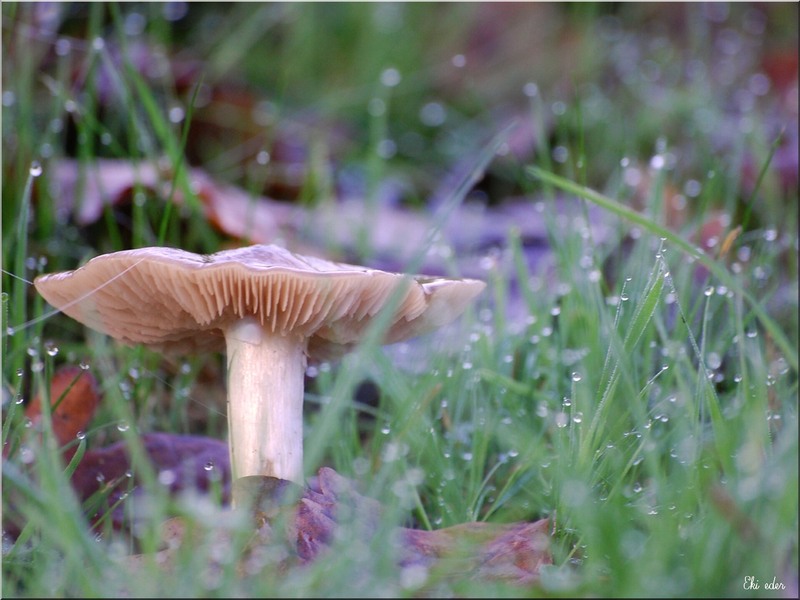 Maison champignon