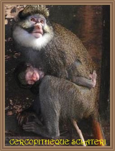 Cercopithecus sclateri 