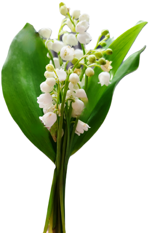 Muguet du mois de mai