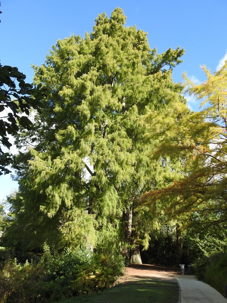 Les 8 cyprès chauves du Parc de Bourran à Mérignac...