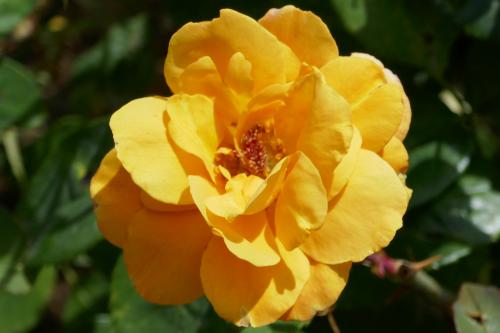 Le cartoscope du dimanche 27 octobre 2024