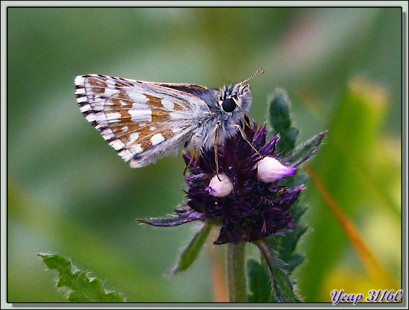 Papillon Hespérie de l'alchémille ??? (Pyrgus serratulae) - Vallon d'Esquierry - Oô - 31