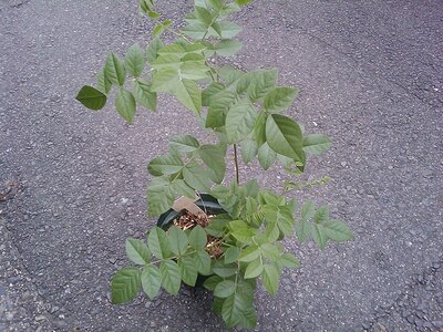 Réglisse de l’Oural Glycyrrhiza uralensis Port général.jpg