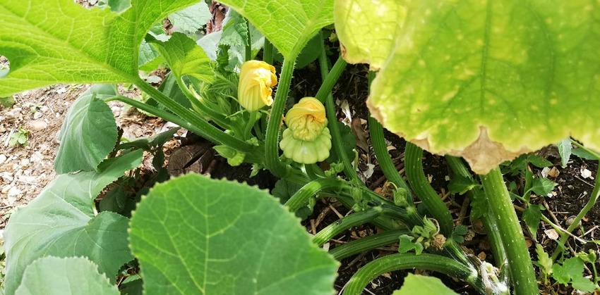 le jardin de bernadette 