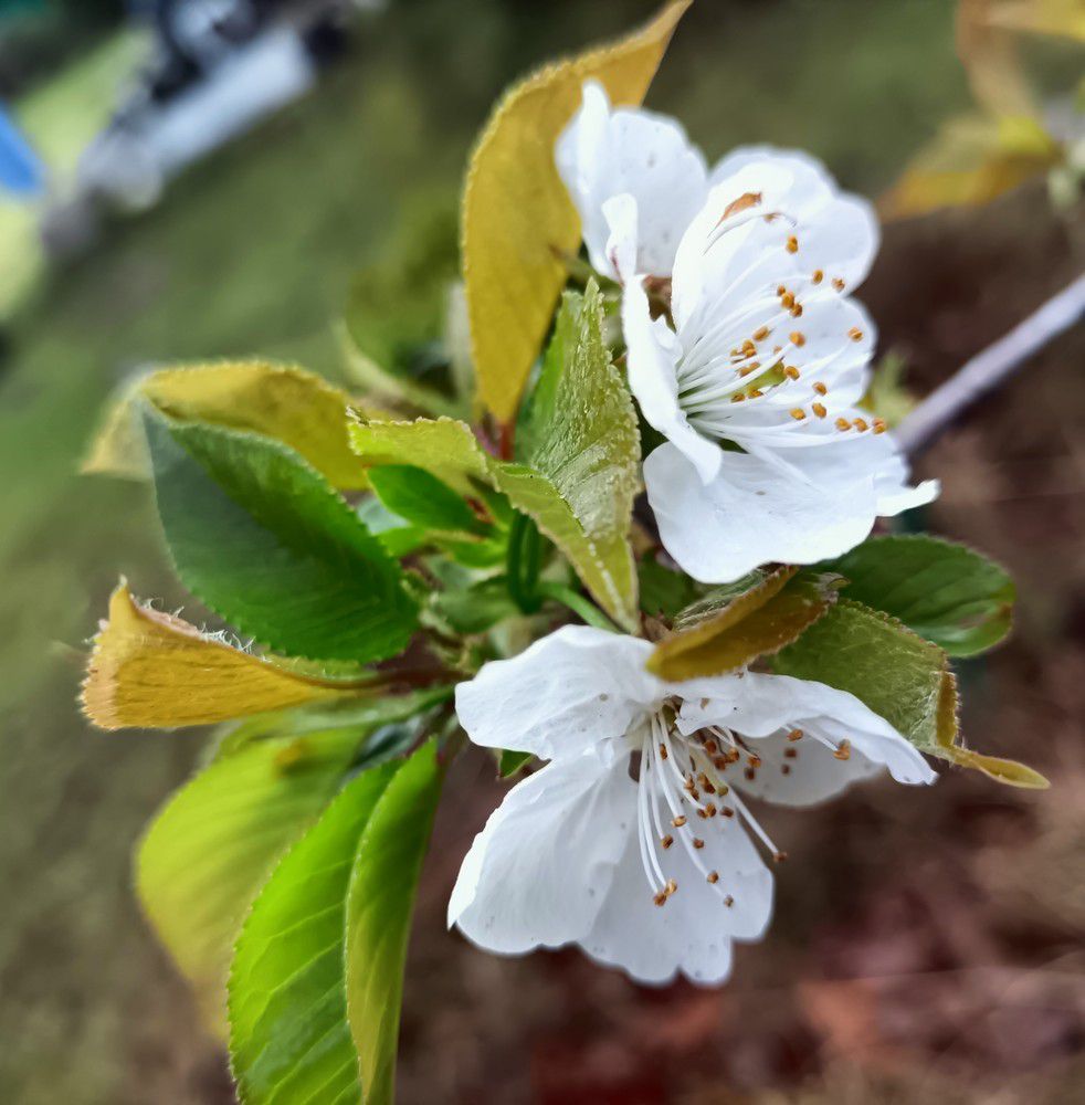 Fleurs de pommier en mandala - avril 2023...