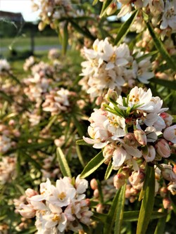 Le printemps explose!