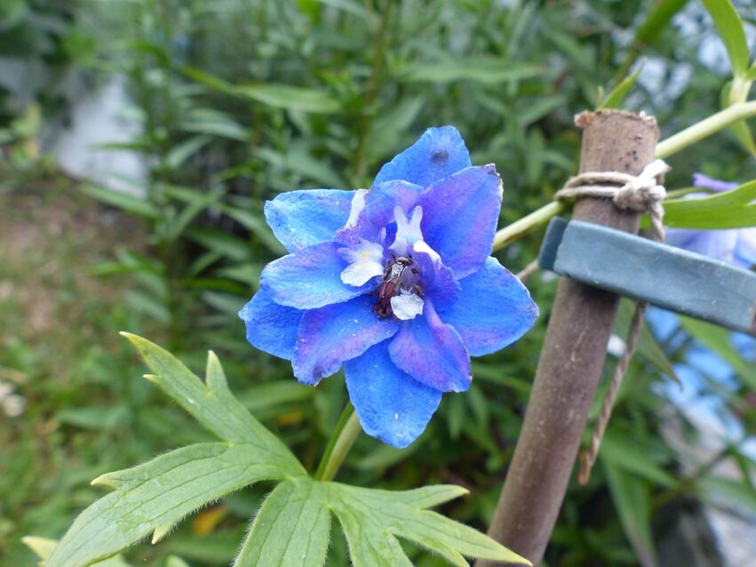 Couleurs de fin d'été au jardin