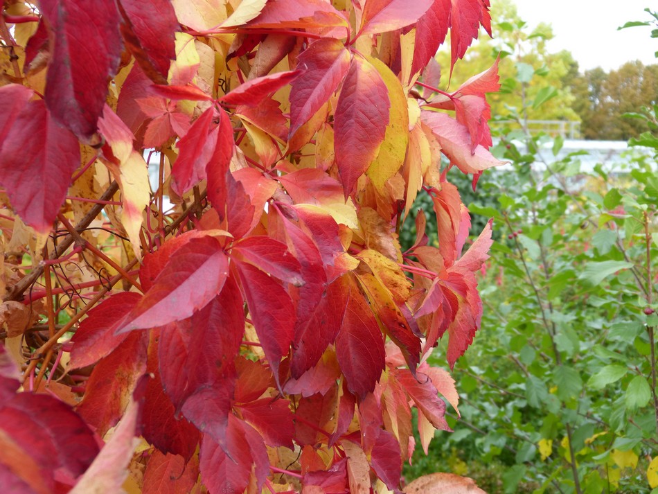 Trésors d'automne chez Anniclick