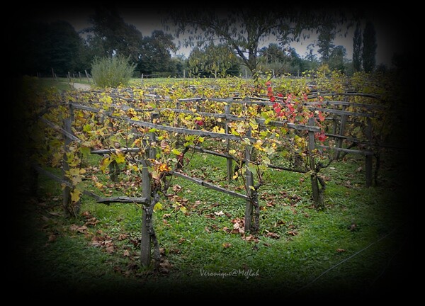 Versailles : Le Domaine de Marie-Antoinette : Les vignes