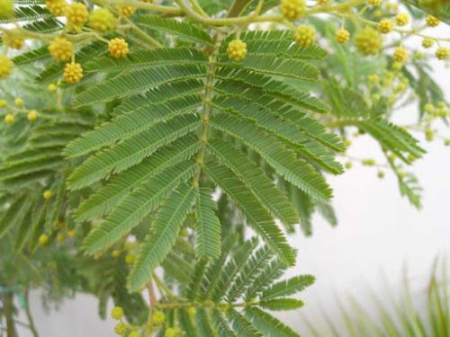 Fleurs cultivées : Mimosa